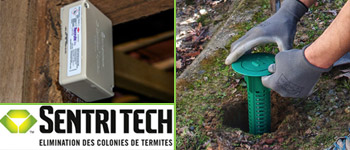 Traitement Termites Saint-Barthélemy