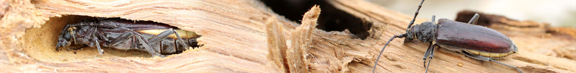traitement termites Hendaye