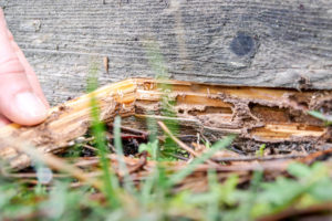 recherche et diagnostic bois termites terrasse